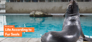 Photo of Seal at Aquarium