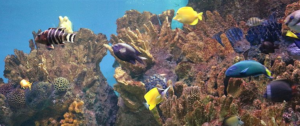 Photo of a Fish Tank 